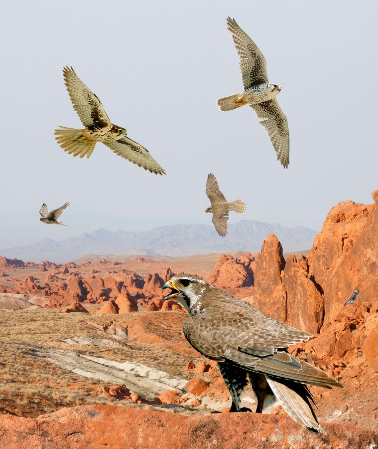 Prairie Falcon 2